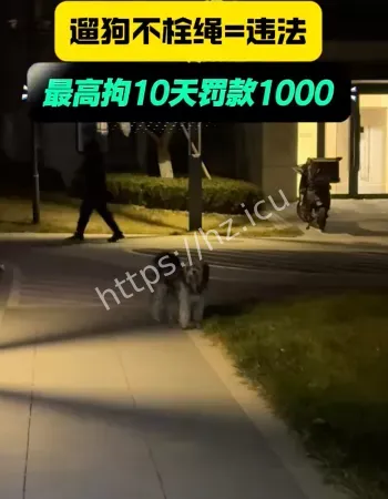 遛狗不拴绳处罚