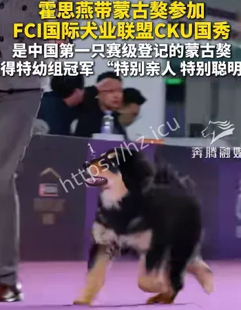 霍思燕的蒙古獒
